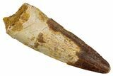 Fossil Spinosaurus Tooth - Real Dinosaur Tooth #345461-1